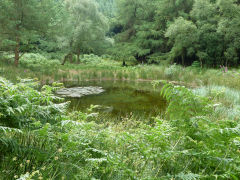 
Pwll Tra, Nant Carn, Cwmcarn, July 2011